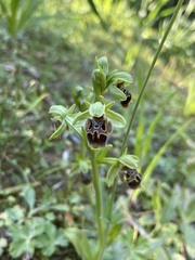 Ophrys umbilicata attica