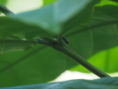 Neocollyris