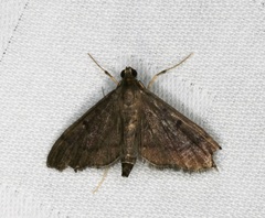Coptobasis