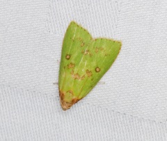 Doloessa viridis