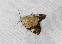 Pseudeustrotia semialba