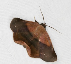 Psimada quadripennis