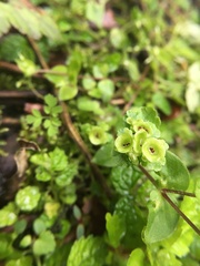 Chrysosplenium japonicum