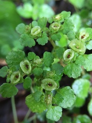 Chrysosplenium formosanum