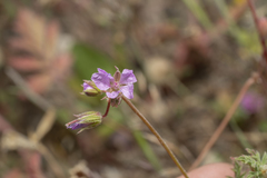 Erodium laciniatum
