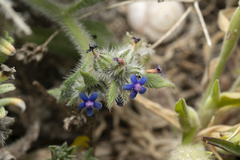 Anchusa aggregata
