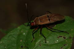 Dysdercus bimaculatus