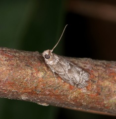 Ectomyelois ceratoniae