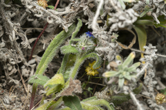 Anchusa aggregata