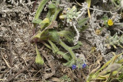 Anchusa aggregata