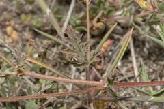 Erodium laciniatum