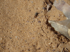 Miscophini