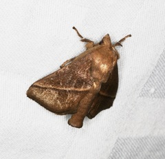 Quasithosea obliquistriga