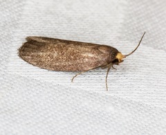 Stereodytis brevignatha