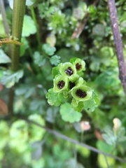 Chrysosplenium japonicum