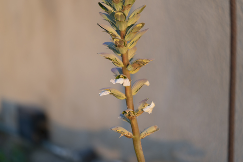 Acanthus mollis