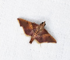 Endotricha olivacealis