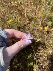 Brodiaea nana