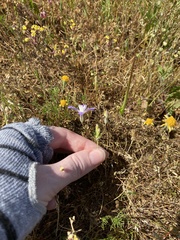 Brodiaea nana