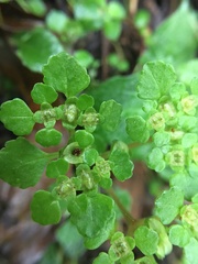 Chrysosplenium formosanum