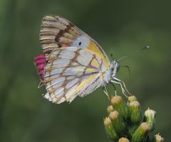 Colotis celimene pholoe