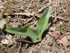Platanthera chlorantha