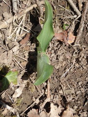 Platanthera chlorantha