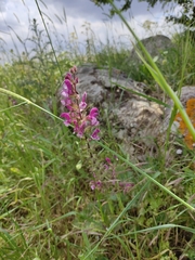 Salvia hierosolymitana