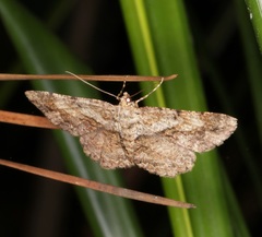 Psilalcis galsworthyi