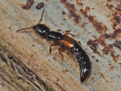 Nudobius lentus