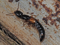 Nudobius lentus