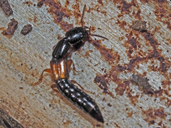 Nudobius lentus