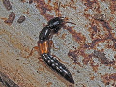 Nudobius lentus