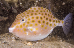 Anoplocapros inermis