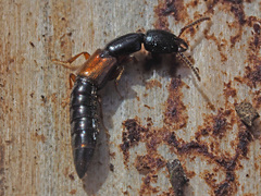 Nudobius lentus