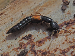 Nudobius lentus