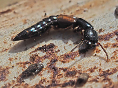 Nudobius lentus