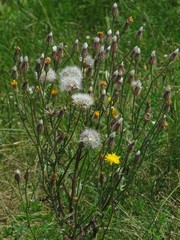 Crepis foetida