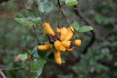 Uvaria lucida virens