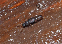 Phloeonomus pusillus