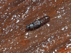 Phloeonomus pusillus