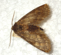 Dasypolia templi
