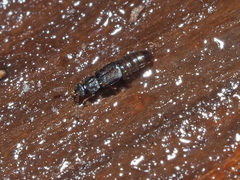 Phloeonomus pusillus