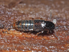 Gabrius splendidulus