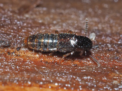 Gabrius splendidulus