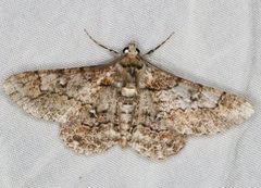 Cleora alienaria