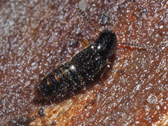 Gabrius splendidulus