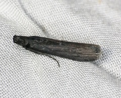 Cryptophycita