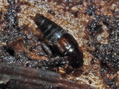 Habrocerus capillaricornis
