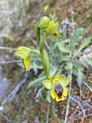 Ophrys lutea phryganae